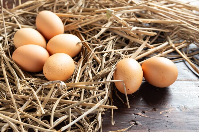 pienso-gallinas-ponedoras