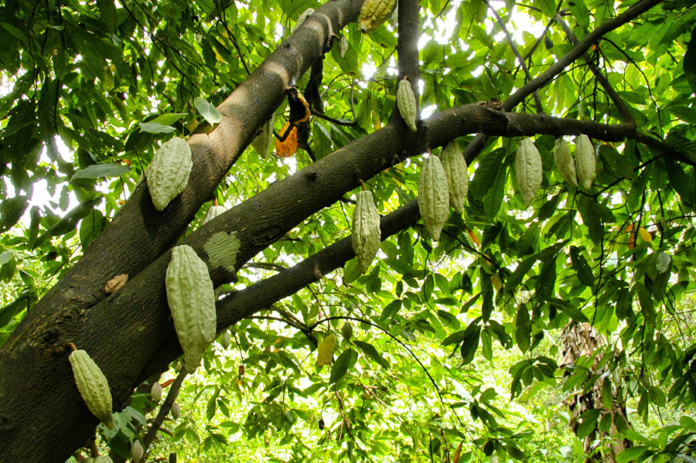 planta_cacao