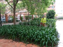 Las cucarachas se consolidan como la principal plaga en las provincias de Alicante, Castellón y Valencia